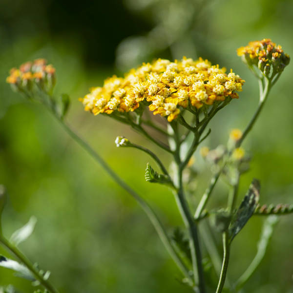 Creating healthy gardens for people and planet