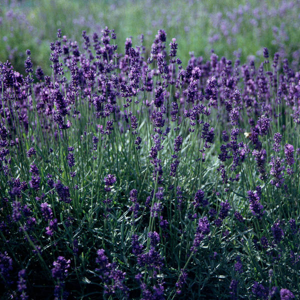 Lavender love, a dahlia extravaganza, and a wisteria masterclass.