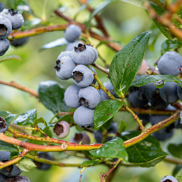 Denmans Garden, blueberry harvest, and National Plant Collections