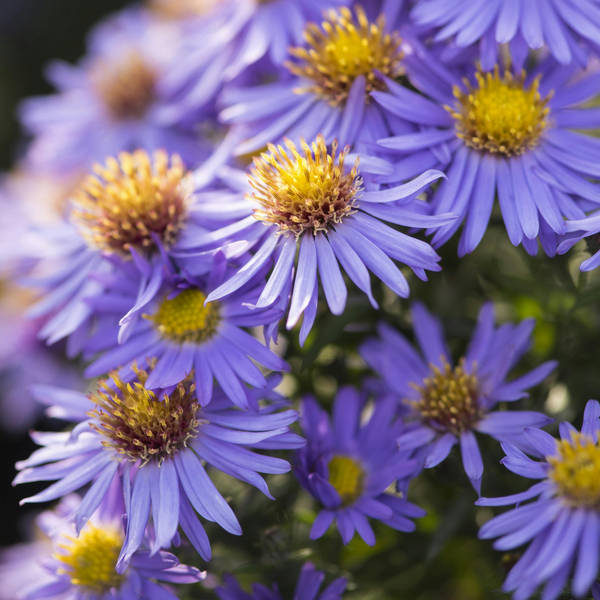 Bearded irises, asters, and bitterns