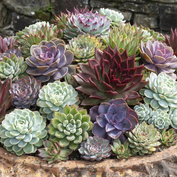 Holehird Gardens, Echeverias, and dividing perennials