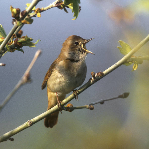 Sound Escape 119: An astonishing nightingale duet in a Dorset woodland