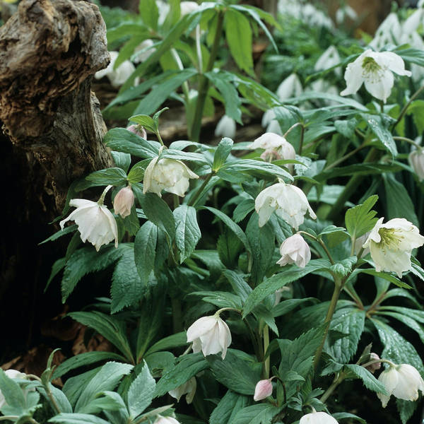 Deep Winter Gardening