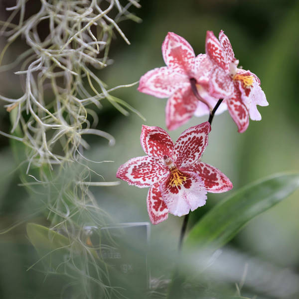 Orchid Special