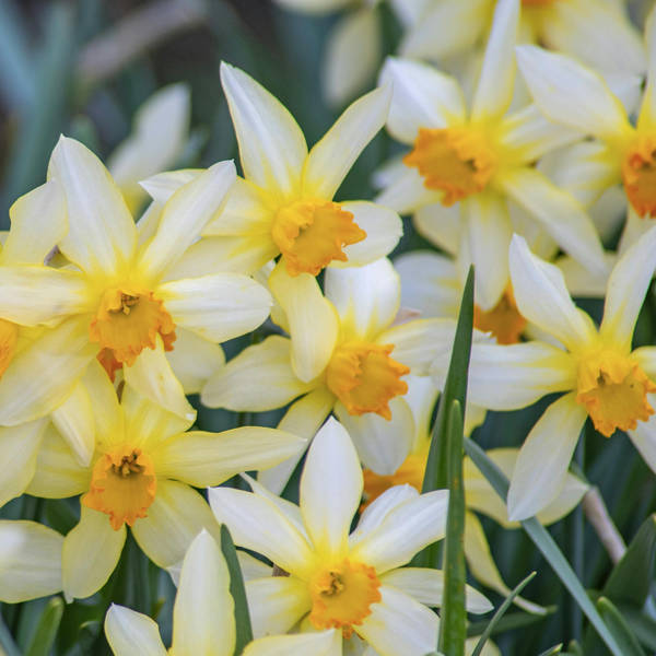 A Host of Golden Daffodils (And Other Bulbs!)