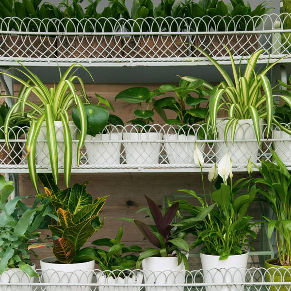 Crazy About Houseplants: Top picks & tips and the stories behind our obsession