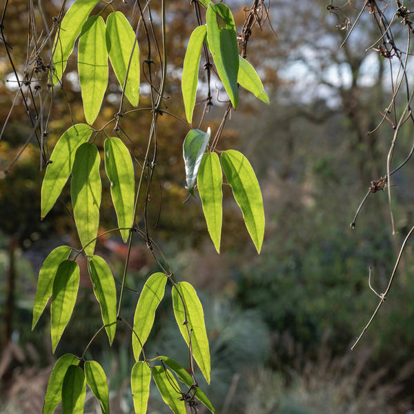 A Sustainability Health Check for the Garden