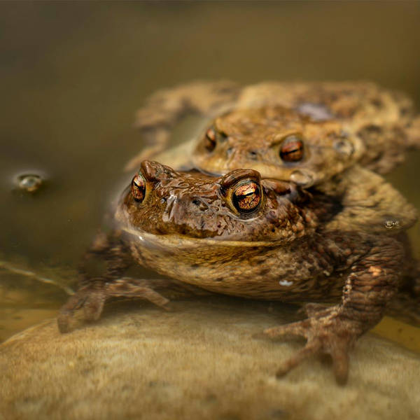 Sound Escape 162. Relax to an amazing chorus of toads recorded underwater