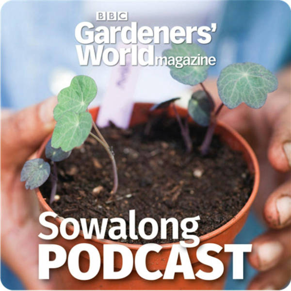 Sowalong - Cornflower with Frances Tophill