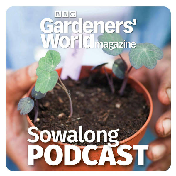 Sowalong: Tithonia with Monty Don