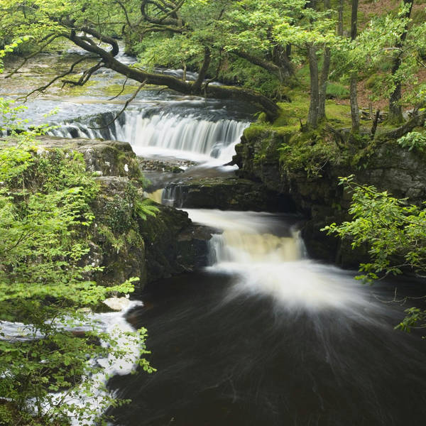 Sound Escape 109: Soothing sounds of spring stir in a Welsh rainforest
