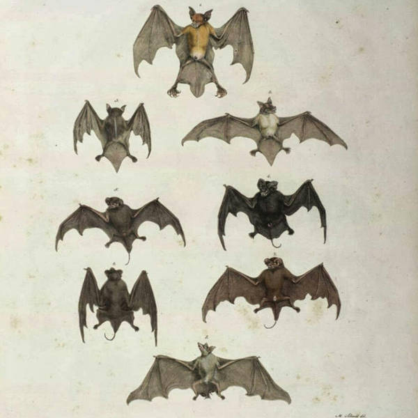 88: Bats!
