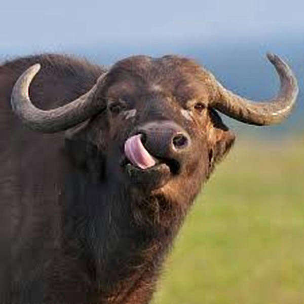 A Happy Buffalo