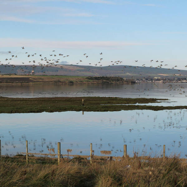 209: A quest to experience the autumn migration of birds on Cromarty Firth in Scotland