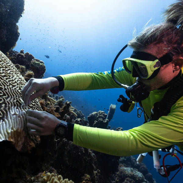 Antibiotics for coral reefs