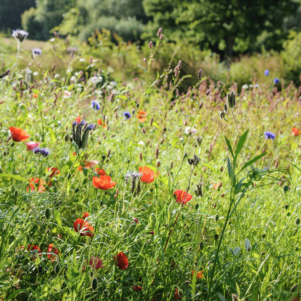 Reimagining Our Lawns