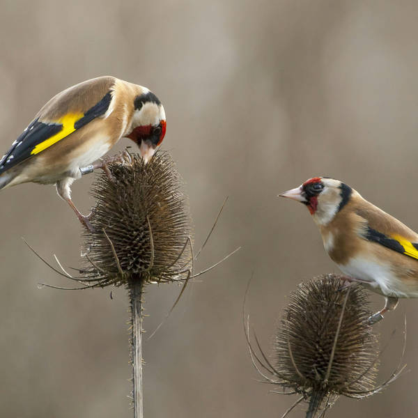 Sound Escape 133: A heady summer's afternoon serenaded by goldfinches