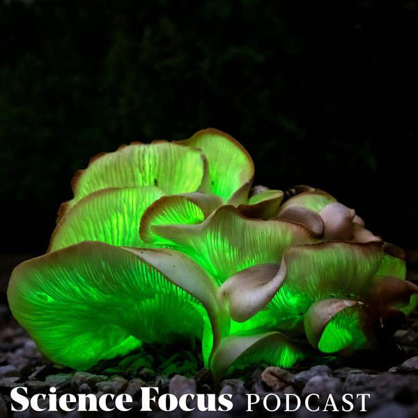 Merlin Sheldrake: How have fungi shaped the world?
