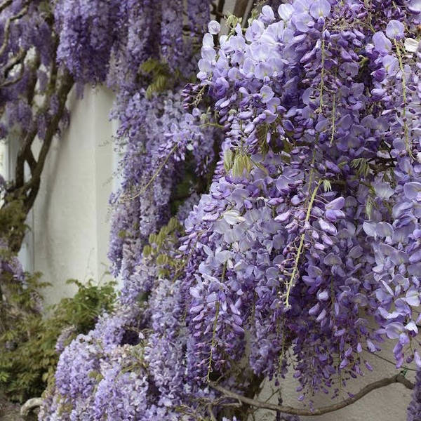 Greening the Grey: Wisteria, Vertical Gardening, and the Sounds of London’s Trees