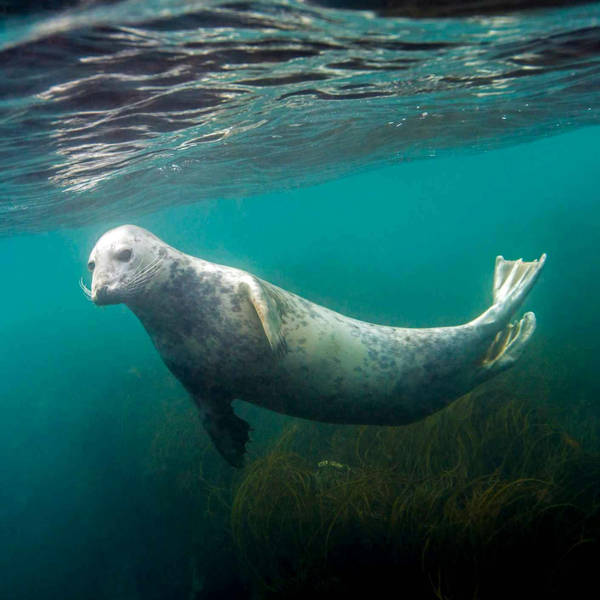 Sound Escape 100: Underwater with grey seals in the Outer Hebrides