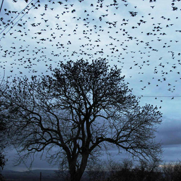Sound Escape 96: The astounding sounds of a starling murmuration