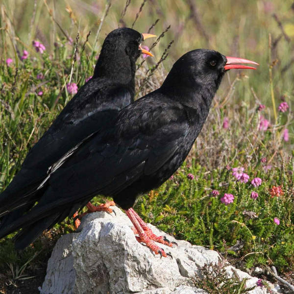 173. A wild walk with choughs and curlews on Anglesey