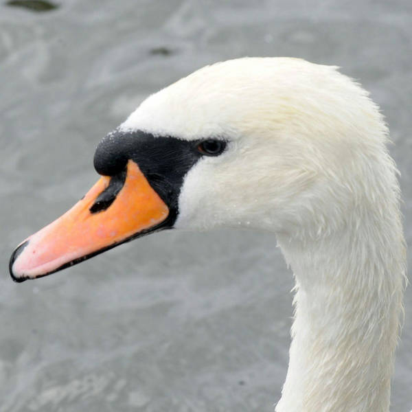 Institutionalised Swans