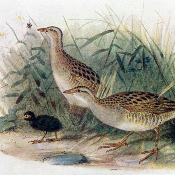 172. A quest to hear the mysterious corncrake on the island of Tiree