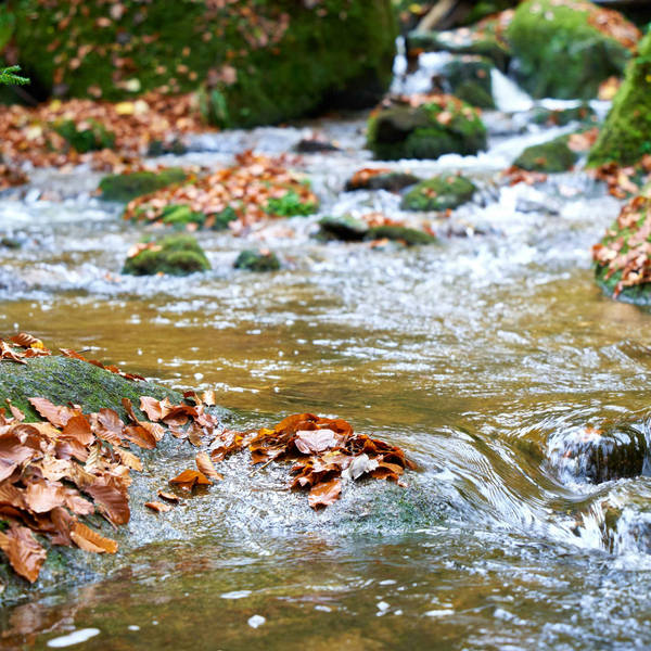 Sound Escape 89: the simple tonic of a stream flowing through an autumn woodland