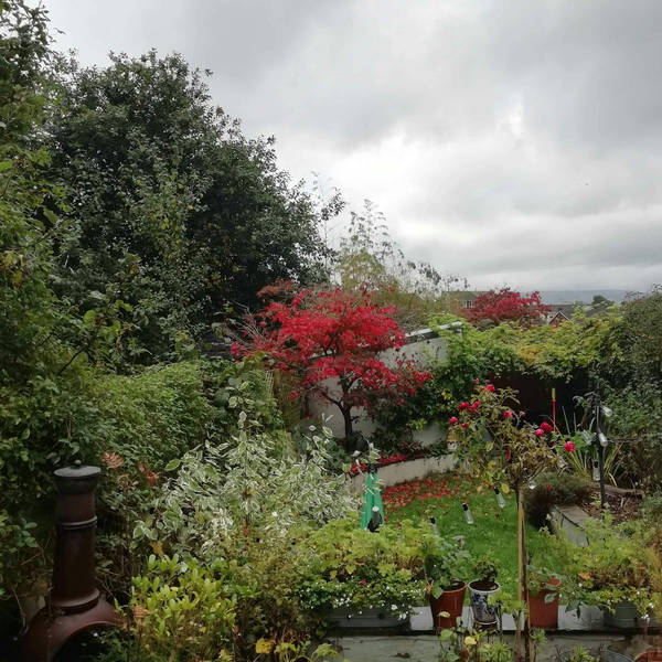 Sound Escape 88: the mesmerising sound of steady rain in the garden