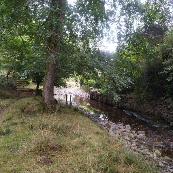 Sound Escape 83: relax to enchanting robin song beside a Welsh stream