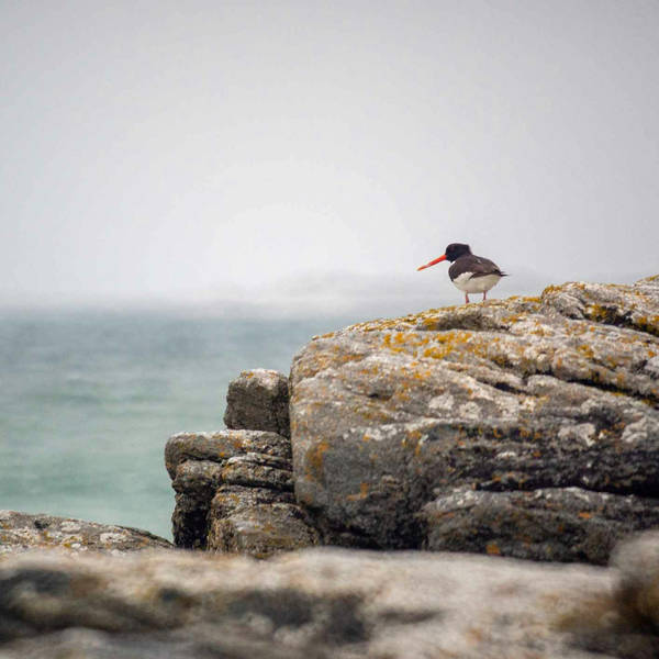 Sound Escape 82: soothing sounds of waves and seabirds in Anglesey