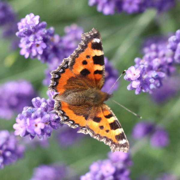 164. How a gin maker has created a wildlife haven