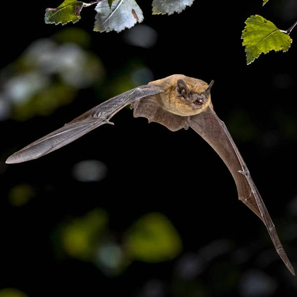 Sound Escape 80: the curious and creepy calls of pipistrelle bats