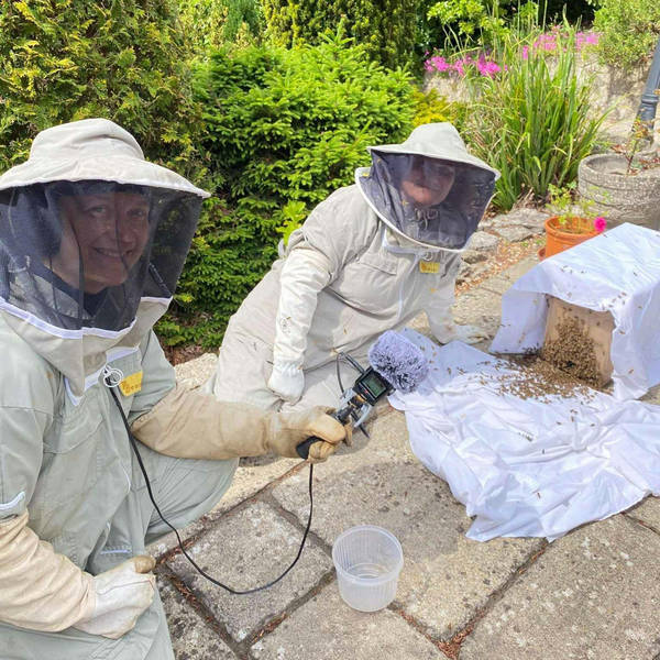 160. Join a wild bee rescue mission near the New Forest