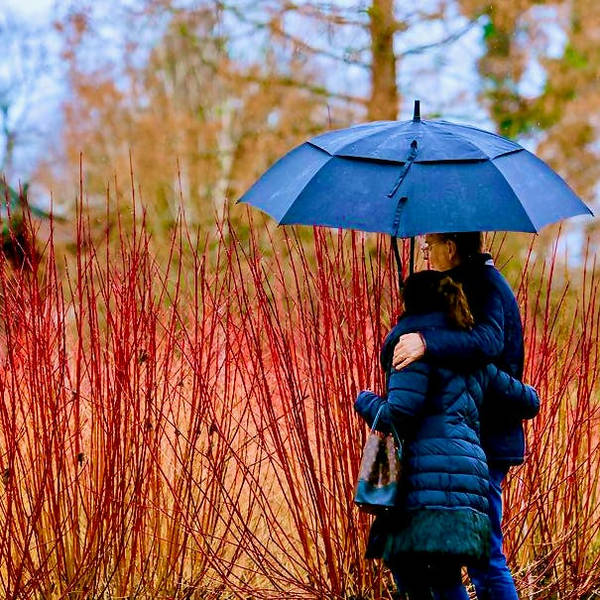 How can I keep my garden green over winter?