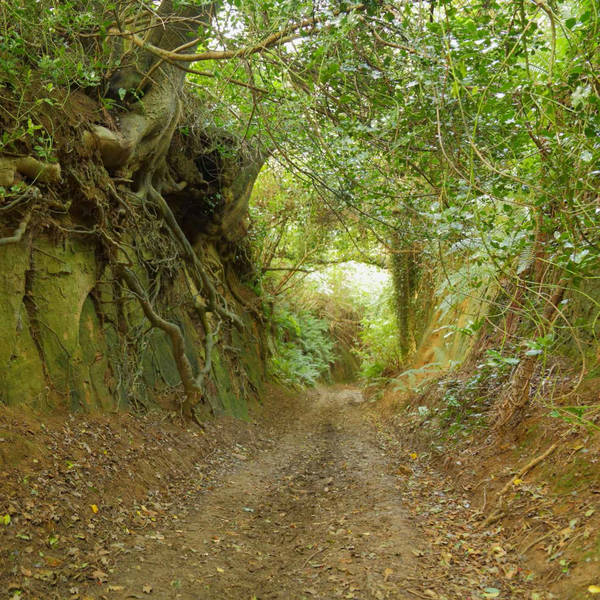 Sound Escape 75: relish the atmosphere of an ancient sunken lane