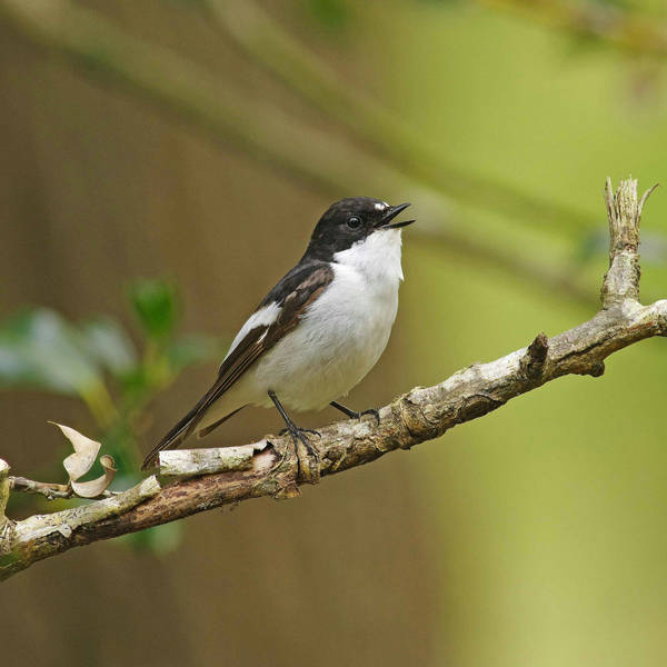Sound Escape 69: the magical trinity of pied flycatcher, restart and wood warbler in a Welsh oak wood