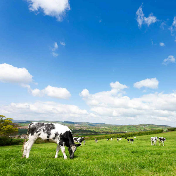 152. Explore a traditional Devon dairy farm and home of award-winning cheddar cheese