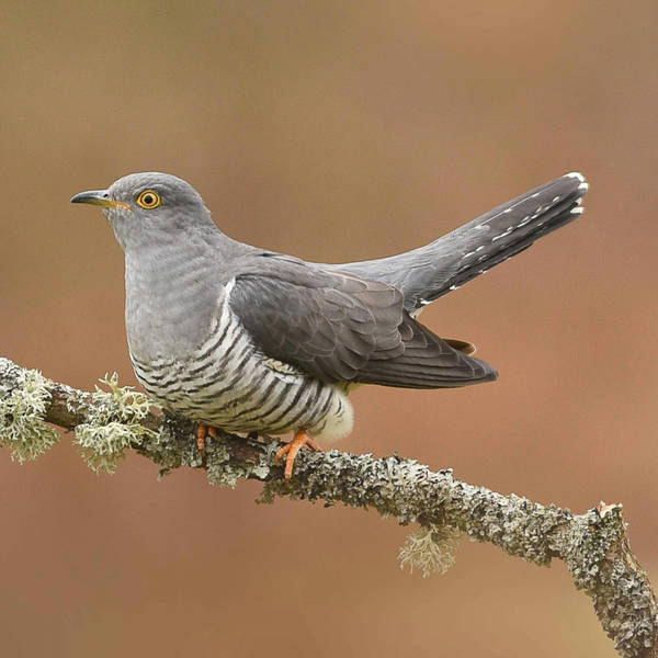 Sound Escape 63: enjoy a cuckoo chorus in a Dorset vale