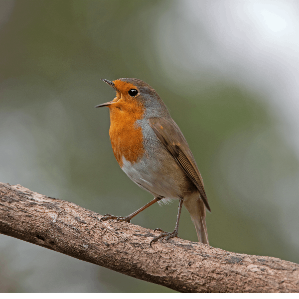 Sound Escape 33: Relax to robins singing in autumn beside the swish and swirl of the River Usk