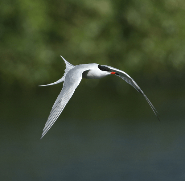 Sound Escape 32: listening to cries of terns from a bird hide at Hodbarrow, Cumbria