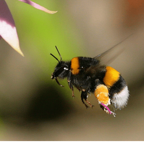 Sound Escape 19: The hum of busy bumble bees