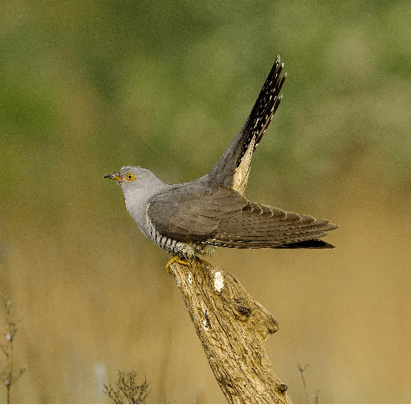 105. Discover the mysterious lives of cuckoos in a Cambridgeshire fen