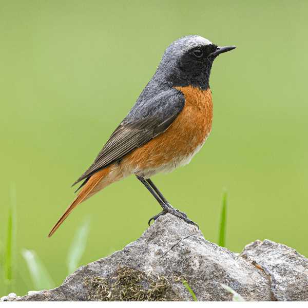 Sound Escape 17: Be transported to a wooded Welsh valley to hear redstarts and song thrushes