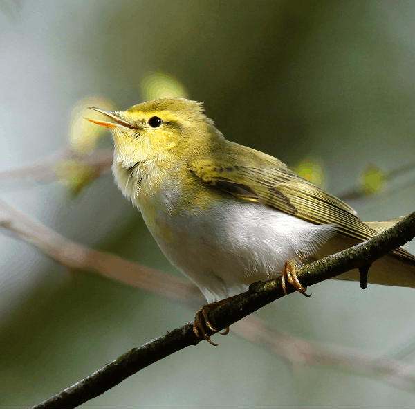 Sound Escape 16: listen to the cascade of wood warbler song in an ancient oak wood