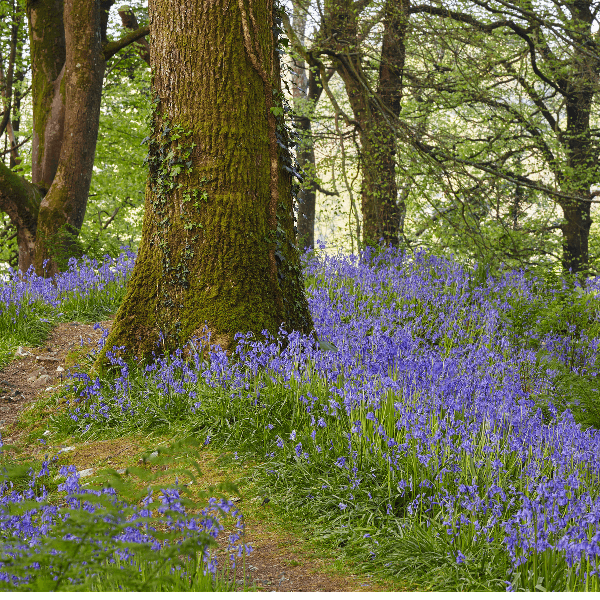 Sound Escape 14: relax to the dawn chorus from a West Country oak wood