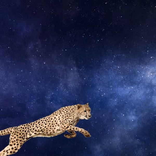 Milo asks: What if cheetahs could jump the sky?