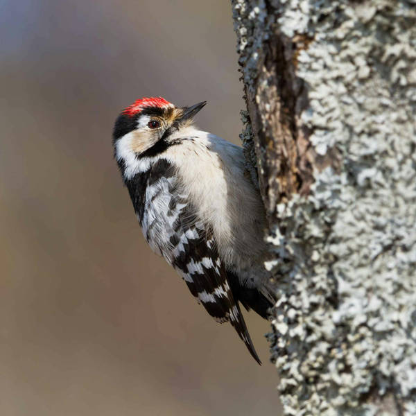 Sound Escape 12: lesser spotted woodpeckers and spring songbirds in a Celtic rainforest