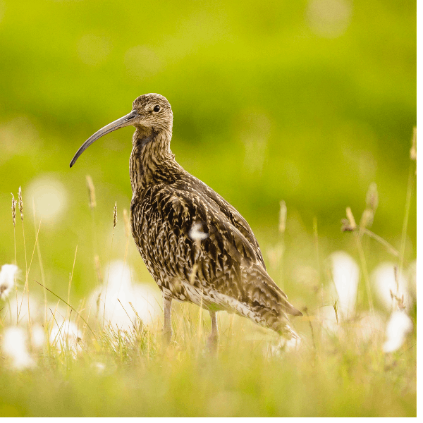 97. A quest for curlews in Somerset's meadows – and a magical talk with singer David Gray